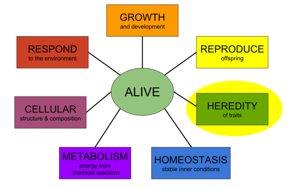Reproduction Growth and Heredity